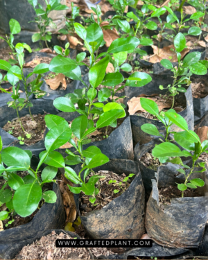Citrus hystrix