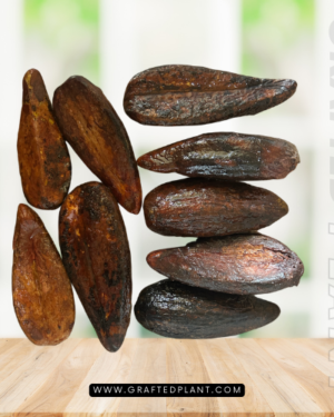 GArcinia lattiisima seeds