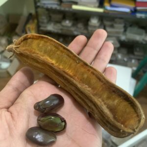 Inga edulis (Ice Cream Bean) - Seeds
