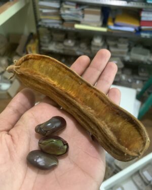 Inga edulis (Ice Cream Bean) - Seeds