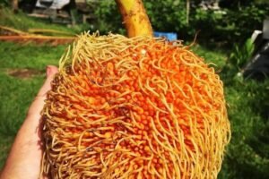 Artocarpus sericicarpus Growing Guide: Care, Propagation & Fruiting