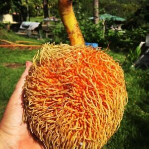 Artocarpus sericicarpus seeds