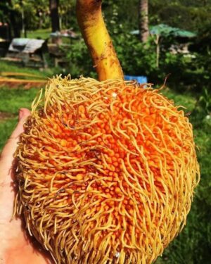 Artocarpus sericicarpus seeds