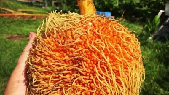 Artocarpus sericicarpus Growing Guide: Care, Propagation & Fruiting
