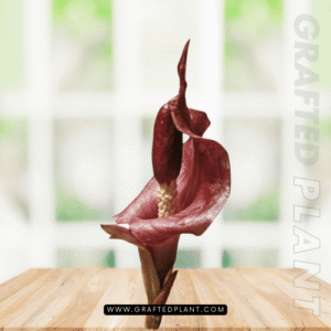 Amorphophallus angulatus tuber