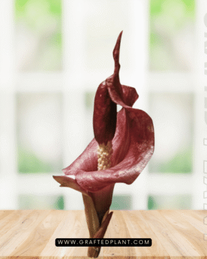 Amorphophallus angulatus tuber