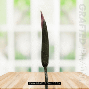 Amorphophallus annulifer seeds