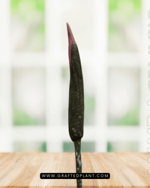 Amorphophallus annulifer seeds