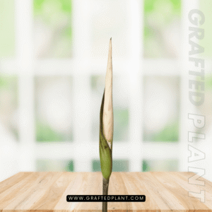 Amorphophallus asper seeds