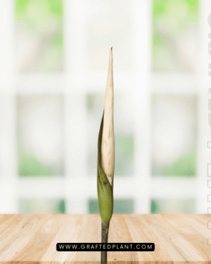 Amorphophallus asper seeds