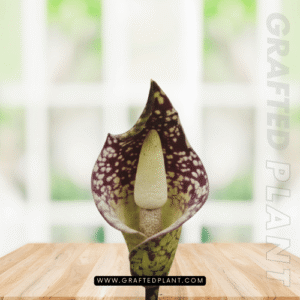 Amorphophallus beccarii seeds