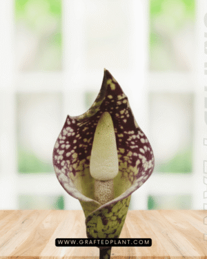 Amorphophallus beccarii seeds