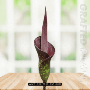 Amorphophallus borneensis seeds