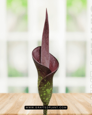 Amorphophallus borneensis seeds
