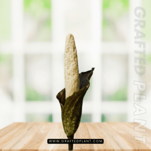 Amorphophallus discophorus seeds