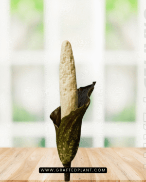 Amorphophallus discophorus seeds