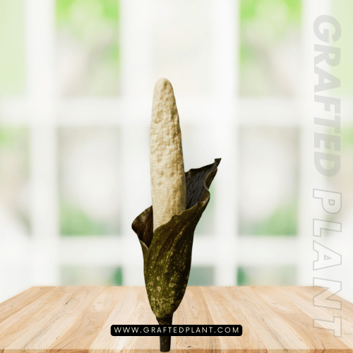 Amorphophallus discophorus seeds