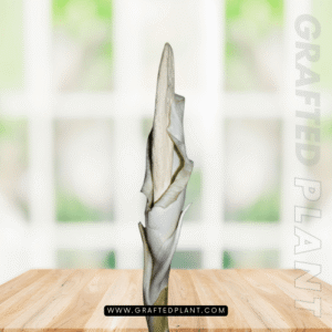 Amorphophallus eburneus seeds