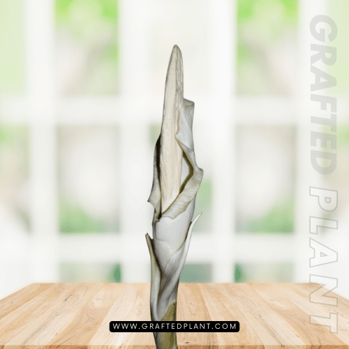 Amorphophallus eburneus seeds