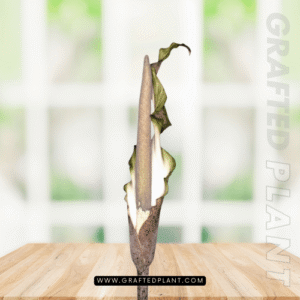 Amorphophallus galbra seeds