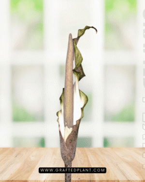 Amorphophallus galbra seeds
