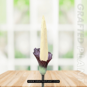 Amorphophallus gigas seeds