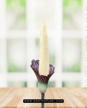Amorphophallus gigas seeds