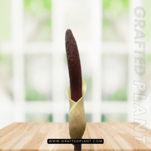 Amorphophallus haematospadix seeds