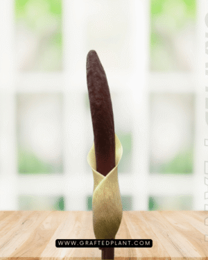 Amorphophallus haematospadix seeds