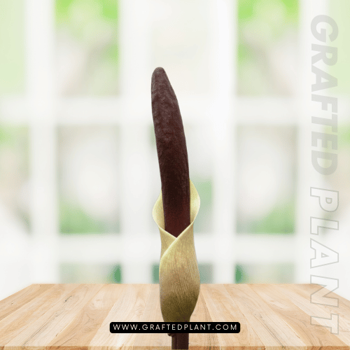 Amorphophallus haematospadix seeds