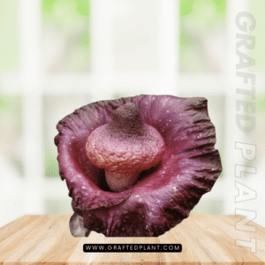 Amorphophallus hirsutus seeds