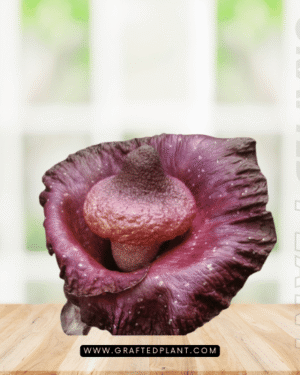 Amorphophallus hirsutus seeds
