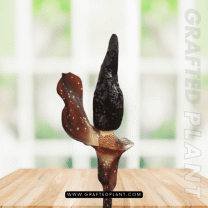 Amorphophallus manta seeds