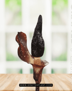 Amorphophallus manta seeds