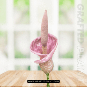 Amorphophallus muelleri Seeds