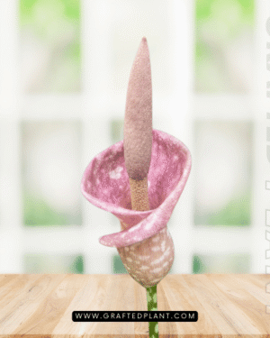 Amorphophallus muelleri Seeds