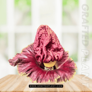 Amorphophallus paeoniifolius seeds