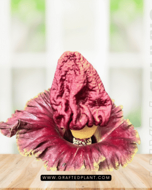 Amorphophallus paeoniifolius seeds