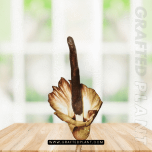 Amorphophallus plicatus seeds