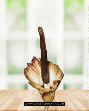 Amorphophallus plicatus seeds