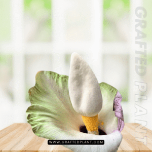 Amorphophallus prainii seeds