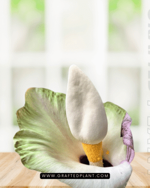 Amorphophallus prainii seeds