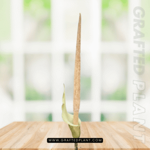 Amorphophallus variabilis seeds