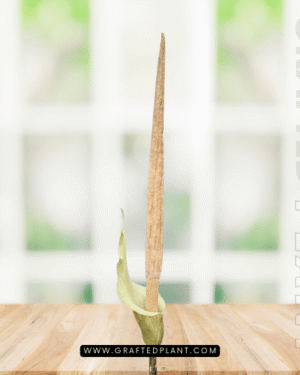 Amorphophallus variabilis seeds