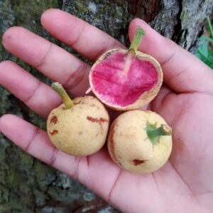 Artocarpus dadah seeds