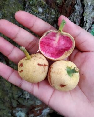 Artocarpus dadah seeds