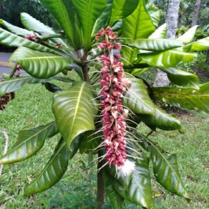 Barringtonia edulis seeds