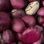 Cola nitida Growing Guide: Care, Propagation & Fruiting