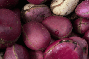 Cola nitida Growing Guide: Care, Propagation & Fruiting