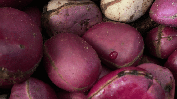 Cola nitida Growing Guide: Care, Propagation & Fruiting